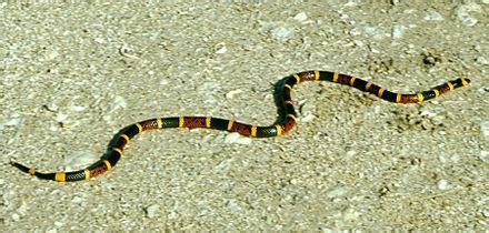 coral snakes wikipedia.